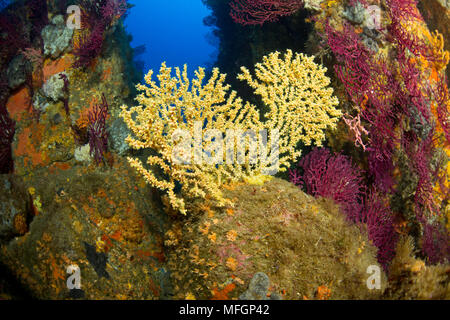 Mediterranean Black coral, Gerardia Savaglia, Santa Teresa, Sardinia, Italy, Tyrrhenian Sea, Mediterranean Stock Photo