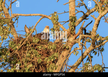 Bald Eagle on it's nest lit by evening spring sun Stock Photo