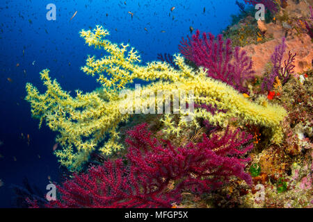 Mediterranean Black coral, Gerardia Savaglia, Punta Carena, Capri Island, Sorrentine Peninsula, Italy, Tyrrhenian Sea, Mediterranean Stock Photo