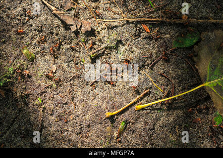 Red ants walking on the floor in a sunray of light in a dark forest. Stock Photo
