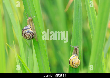 Close up of two grove snails, brown-lipped snail (Cepaea nemoralis) breeding, mating, feeding and climbing green reeds in a garden. Stock Photo