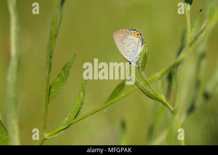 Close up of a short-tailed blue or tailed Cupid, Cupido argiades, resting on vegetation in sunlight during daytime in Summer season Stock Photo
