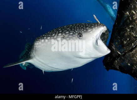 Whale sharks (Rhincodon typus) gather under fishing platforms to feed from fishermens nets, Papua, Indonesia Stock Photo