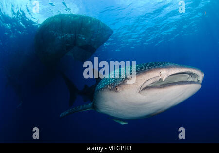 Whale sharks (Rhincodon typus) gather under fishing platforms to feed from fishermens nets, Papua, Indonesia Stock Photo