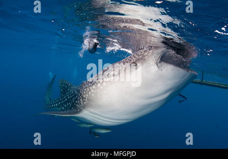 Whale sharks (Rhincodon typus) gather under fishing platforms to feed from fishermens nets, Papua, Indonesia Stock Photo