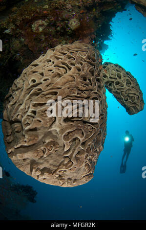 A diver looks on at the Salvador Dali sponge (Petrosia lignosa) which only grws with this intricate swirling surface pattern in Gorontalo waters, Sula Stock Photo