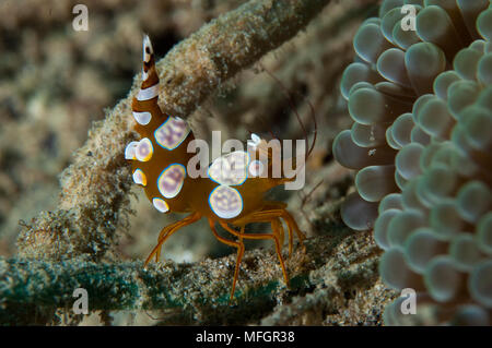 squat anemone shrimp: Thor amboinensis, side view, Gorontalo, Sulawesi, Indonesia Stock Photo
