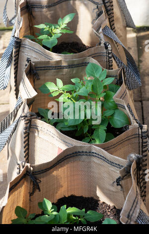 Solanum tuberosum. Potato Vizelle plants growing in sacks in early spring. England Stock Photo