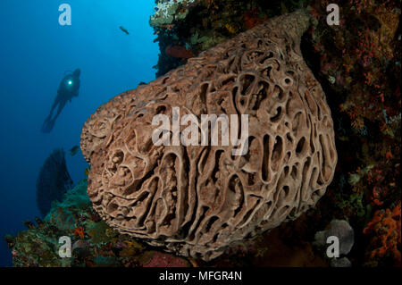 A diver looks on at the Salvador Dali sponge (Petrosia lignosa) which only grws with this intricate swirling surface pattern in Gorontalo waters, Sula Stock Photo