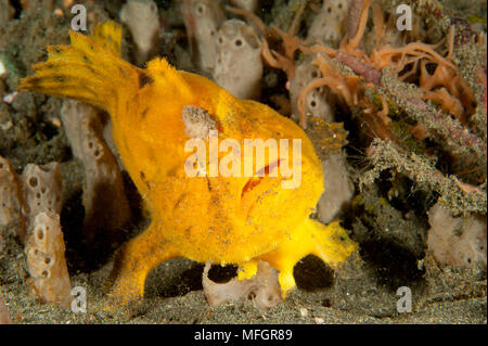 Frogfish: Antennarius sp., yellow / orange variety with large lure, open mouth, Lembeh Strait Stock Photo