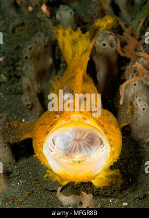 Frogfish: Antennarius sp., yellow / orange variety with large lure, wide open mouth with esophagus visible, Lembeh Strait Stock Photo