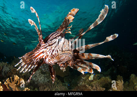 Close up of a lionfish, Pterois volitans, Raja Ampat, West Papua, Indonesia Stock Photo