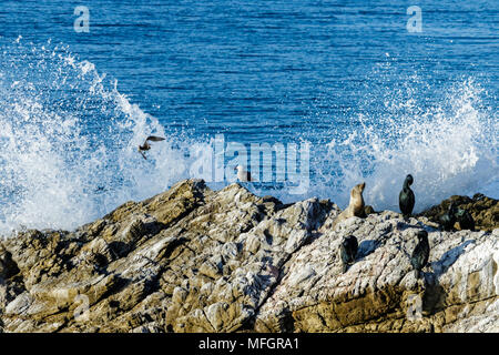 Leo Carrillo State Park near Malibu, California. Variety of marine animals sitting on rock; Pacific ocean and breaking wave in the background. Stock Photo