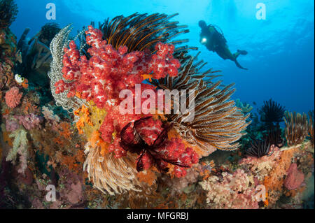 A diver approaches colourful soft corals (Dendronephthya sp.) and crinoids on the stunning reefs of southern Raja Ampat, West Papua, Indonesia Stock Photo