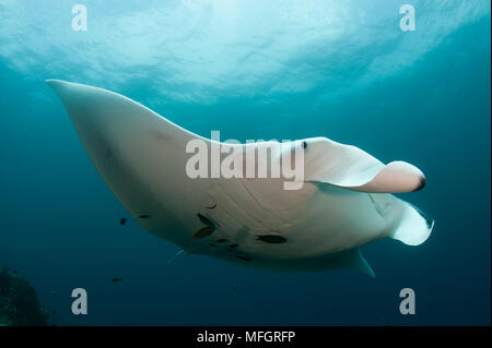 A giant oceanic manta ray (Manta birostris) underside view,, Dampier Strait, Raja Ampat, West Papua, Indonesia Stock Photo