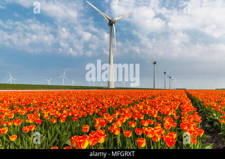 Orange tulip field and wind turbines in the Noordoostpolder municipality, Flevoland Stock Photo