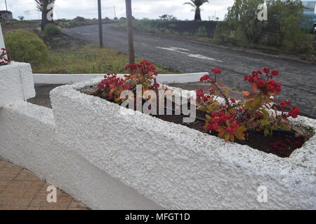 cactus plants'palm trees'trees'flowers'bushes'photographs of various cacti plants taken in Tenerife 'canary islands. Stock Photo