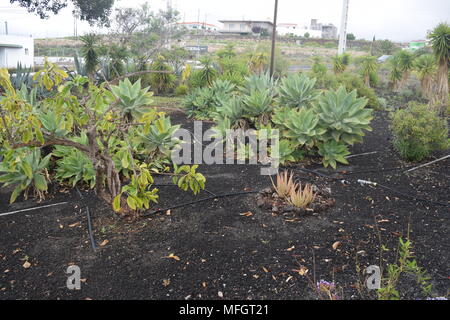 cactus plants'palm trees'trees'flowers'bushes'photographs of various cacti plants taken in Tenerife 'canary islands. Stock Photo