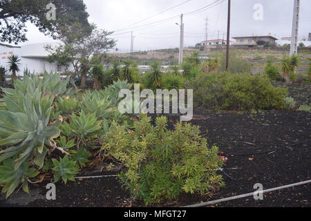 cactus plants'palm trees'trees'flowers'bushes'photographs of various cacti plants taken in Tenerife 'canary islands. Stock Photo