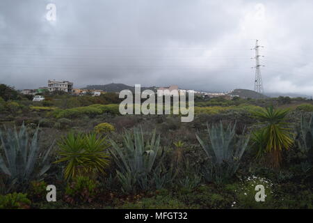 cactus plants'palm trees'trees'flowers'bushes'photographs of various cacti plants taken in Tenerife 'canary islands. Stock Photo