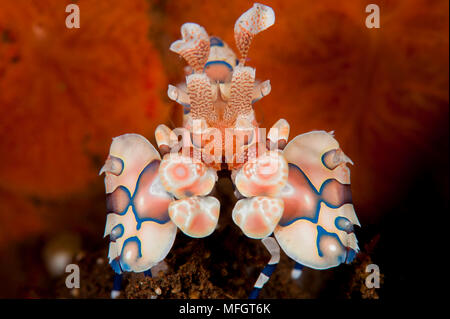 Harlequin shrimp: Hymenocera elegans Stock Photo