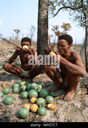 KUNG BUSHMEN eating monkey oranges N.W. Kalahari, Namibia, S.W Africa Stock Photo