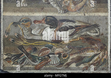 Ducks, birds, fish and shellfish depicted in the Roman mosaic from the Casa del Fauno (House of the Faun) in Pompeii, now on display in the National Archaeological Museum (Museo Archeologico Nazionale di Napoli) in Naples, Campania, Italy. Eurasian teal (Anas crecca) at the left and the common shelduck (Tadorna tadorna) at the right are depicted in the mosaic. Stock Photo