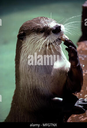 CAPE CLAWLESS OTTER eating fish  Aonyx capensis  using hands. Tsitsikama  Coastal  National Park, South Africa. Stock Photo