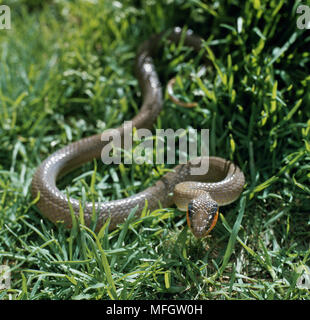 HERALD or RED-LIPPED SNAKE Crotaphopeltis hotamboeia Stock Photo