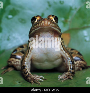 COMMON RIVER FROG   South Africa Rana angolensis Stock Photo