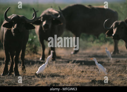 CATTLE EGRETS  Bubulcus ibis  foraging amongst Cape Buffalo Syncerus caffer Amboseli National Park, Kenya Stock Photo