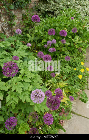 Herbaceous border with Aliums - Great Dixter Stock Photo