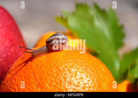 snail on a leaf Stock Photo