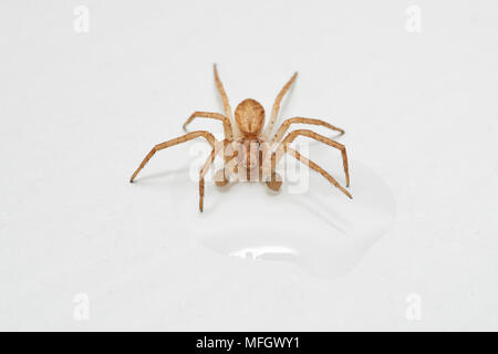 RUNNING CRAB SPIDER (Philodromus dispar),  immature male drinking  Sussex, England Stock Photo