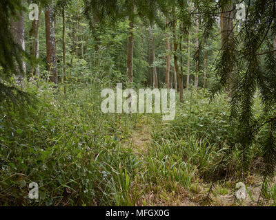 WOODLAND protected by deer fence  (compare with image ref ZB998 257346 0027 showing adjacent unprotected area of same woodland)  Sussex, England Stock Photo