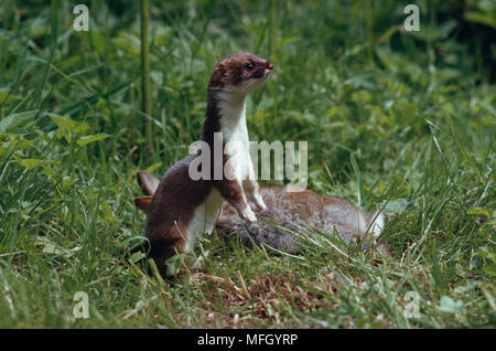 STOAT on lookout  Mustela erminea close to rabbit prey Stock Photo