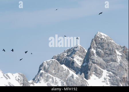 Alpine Chough or Yellow-Billed Chough, (Pyrrhocorax graculus),in flight, Bavaria, German and Austrian Alps Stock Photo