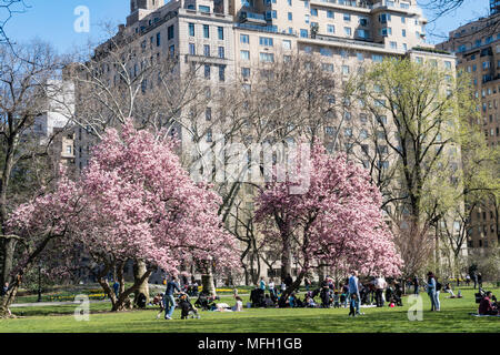 Springtime in Central Park, New York City, USA Stock Photo