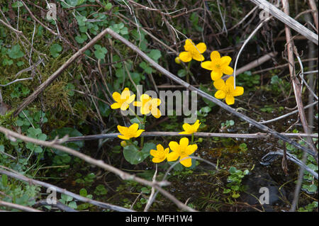 Marsh-Marigold, also known as Kingcup, (Caltha palustris), Lake Königssee, Bavaria, Germany Stock Photo