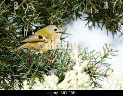 Goldcrest on a Juniper tree Stock Photo