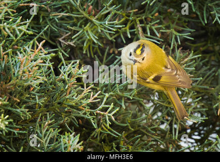 Goldcrest on a Juniper tree Stock Photo