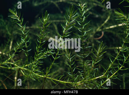 CANADIAN PONDWEED  Elodea canadensis Stock Photo