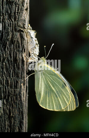 LARGE WHITE BUTTERFLY  Pieris brassicae newly emerged from pupa Stock Photo