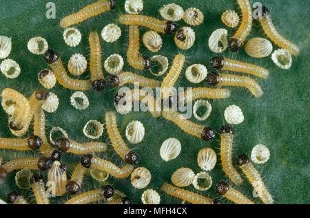 LARGE WHITE BUTTERFLY  larvae  Pieris brassicae  newly emerged from egg Stock Photo