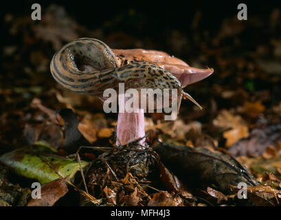 LEOPARD SLUG Limax sp. on toadstool Stock Photo