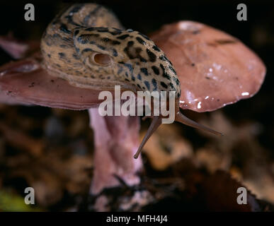 LEOPARD SLUG  Limax sp. on toadstool, anterior view Stock Photo