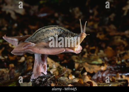 LEOPARD SLUG  Limax sp. on toadstool Stock Photo