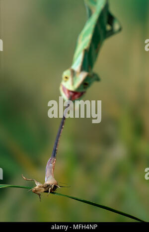 VEILED or YEMENI CHAMELEON Ê  Chamaeleo calyptratus  at instant of catching insect  with extended tongue Stock Photo