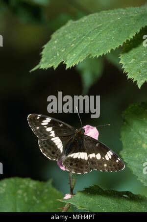 WHITE ADMIRAL BUTTERFLY on flower, Limenitis camilla or Ladoga camilla wings spread Stock Photo