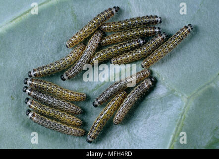 LARGE WHITE BUTTERFLY larvae Pieris brassicae Stock Photo